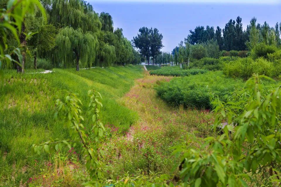 地面普遍覆蓋著能自我繁衍的野花地被 ©土人設計