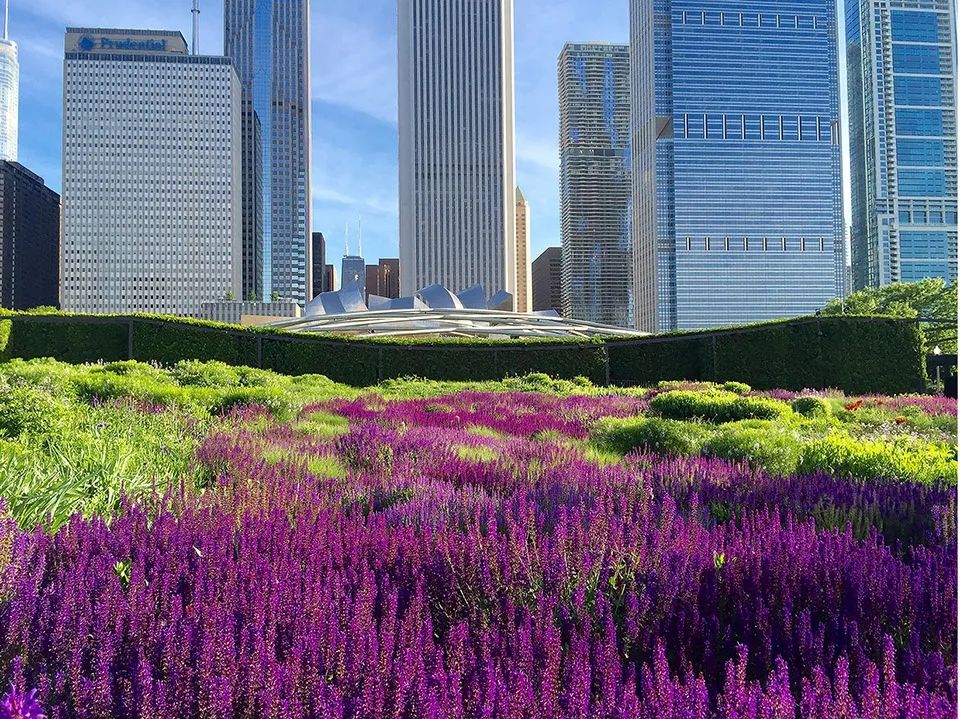 從Lurie花園的鼠尾草花海望向遠處的普利茲克露天音樂廳。Lurie花園被構想為繁忙都市中 的花園綠洲，同時與千禧公園中的其他藝術品和建築保持了和諧的關係