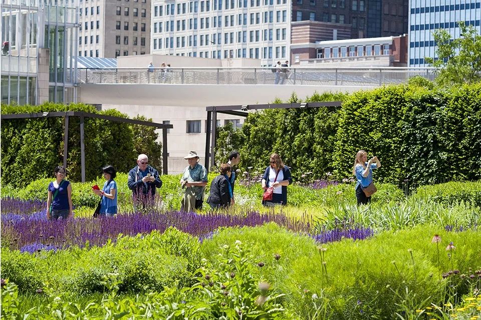 遊覽千禧公園的Lurie花園：由Gustafson Guthrie Nichol (GGN)和Piet Oudolf共同設計的Lurie公共花園為城市增添了一道自然的風景
