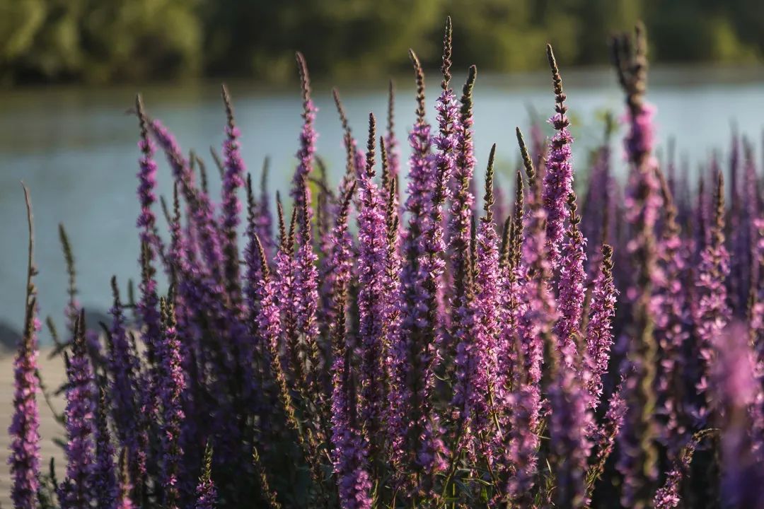 鳶尾、蘆葦、香蒲和沼澤金盞花等耐水植栽支持公園的水域生態系統