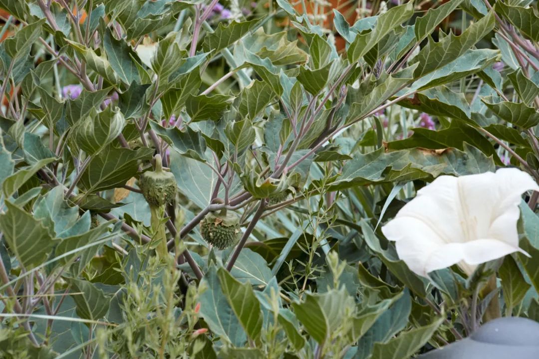 懷特曼陀羅正在慢慢脫皮，露出尖尖的種球