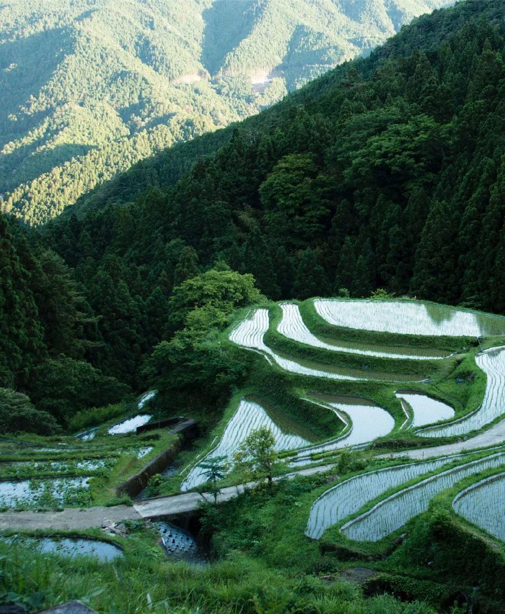 日本山間美麗的梯田