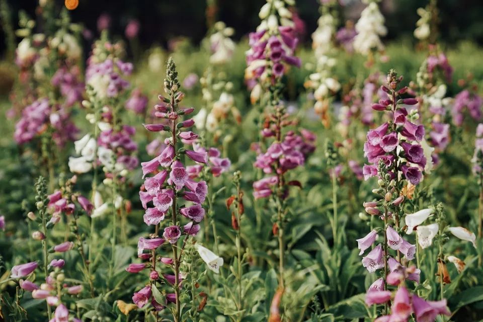 2018台中世界花卉博覽會后里森林園區景觀設計╱吳書原 太研規劃設計顧問有限公司