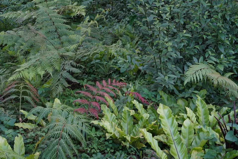 選用適應環境的植物品種 2018台中世界花卉博覽會后里森林園區景觀設計╱吳書原 太研規劃設計顧問有限公司