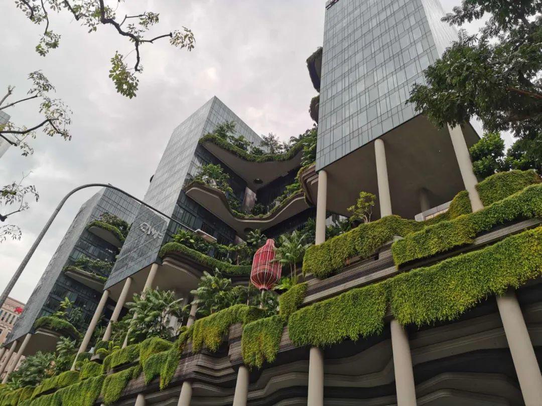 大菲哥拍攝的皮克林賓樂雅