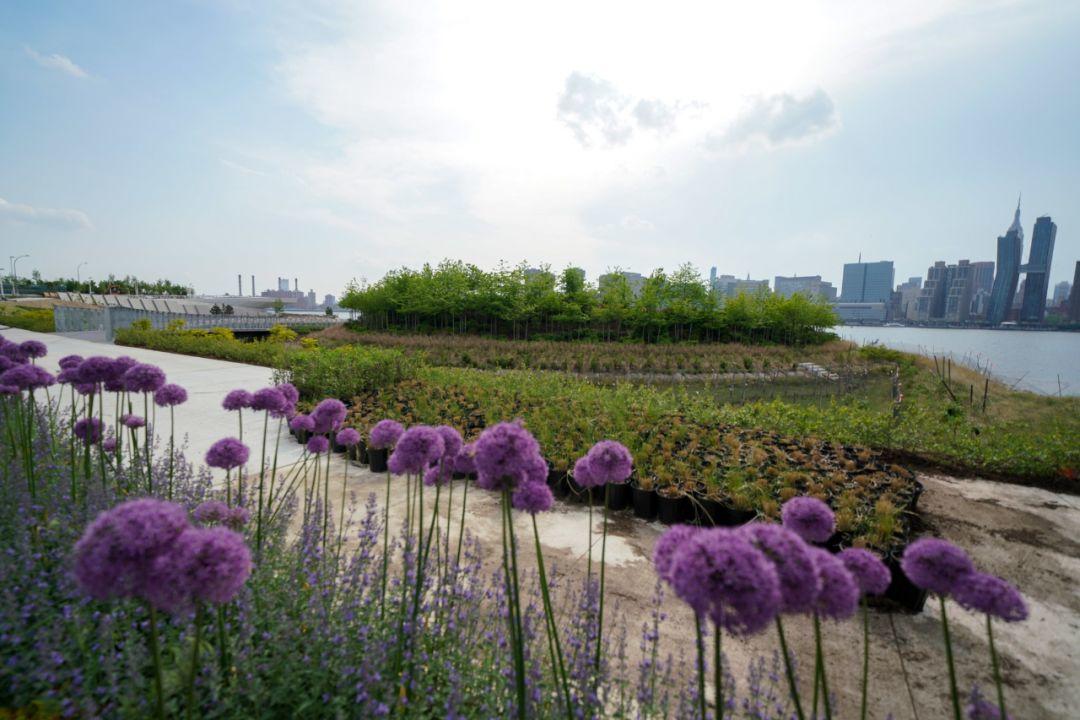 紐約獵人角南濱水公園 Hunter’s Point South Park 