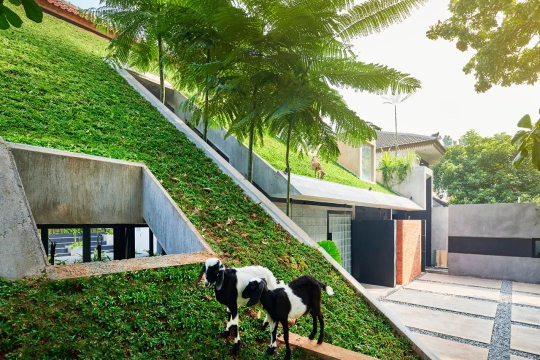 indonesia green architecture 印尼RAD+ar企業總部 綠建築 斜屋頂植草 綠屋頂 green slope roof