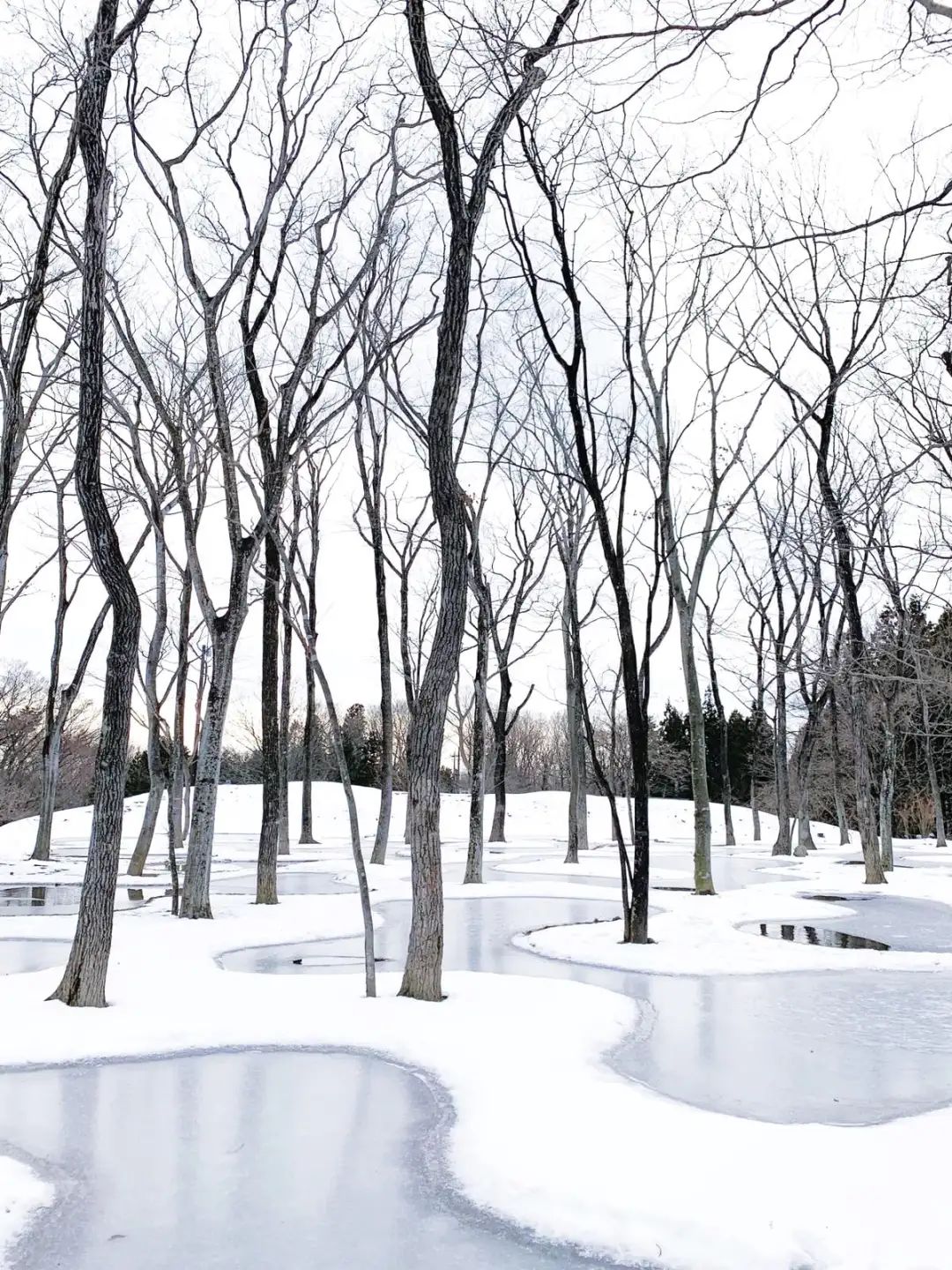 冬天被雪覆蓋的庭園，Art Biotop Hotel 那須藝術生態環境酒店水庭／石上純也 Junya Ishigami