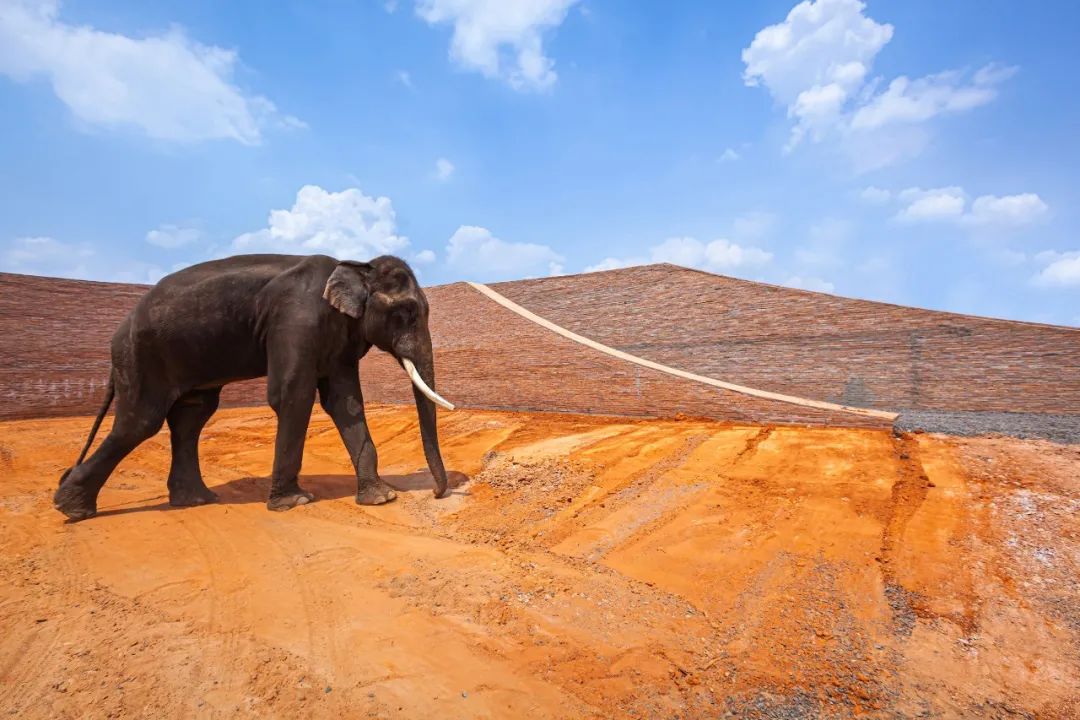 泰國大象世界Elephant World象村(หมู่บ้านช้างจังหวัดสุรินทร์)／Bangkok Project Studio