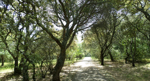 孟山都森林公園 © Free Tour