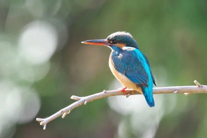 在鴨川觀察自然