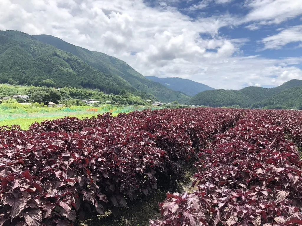 京都紫蘇畑