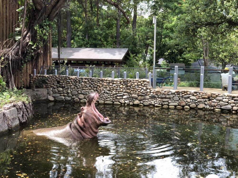 邱文傑建築師改造台灣最老動物園,新竹市立動物園以動物為本,沒有籠子!