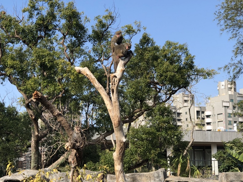 新竹市立動物園就位於城市的核⼼，與在地居民生活緊密相連，承載著新竹三代人的共同回憶