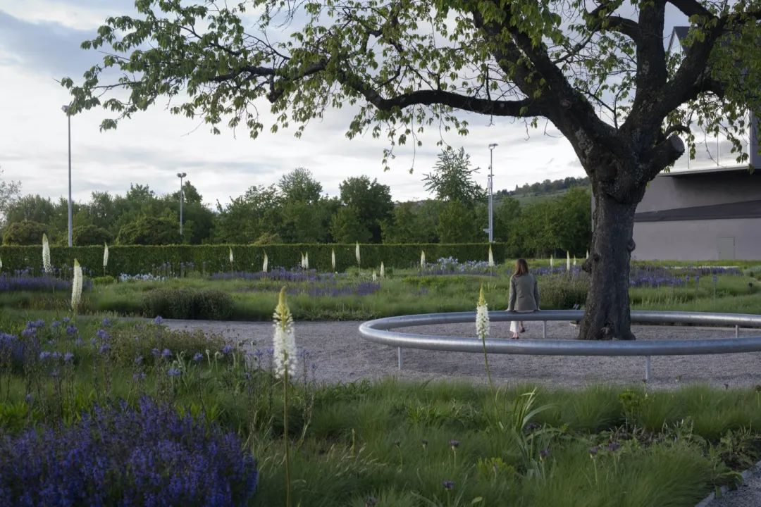 2018年Ronan and Erwan Bouroullec為 Vitra 設計的雕塑Ring以及Ruisseau融入其中。圖中為環繞著櫻桃樹的鐵制座椅雕塑 Ring  Vitra Oudolf Garten景觀園林／Piet Oudolf