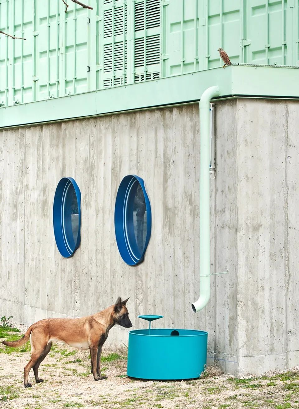 西班牙狗與人及其他物種訓練學校Educan School for Dogs, Humans and Other Species／Eeestudio + Lys Villalba