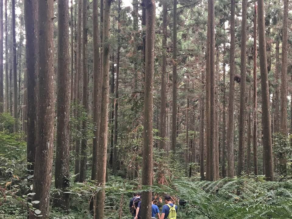 用最親臺灣土地成長的自然素材彎了一對樹,一對來自新竹五峰、在FSC國際認證臺灣永續林業成長的疏伐林柳杉,正昌製材廠梁國興先生帶領森林見學