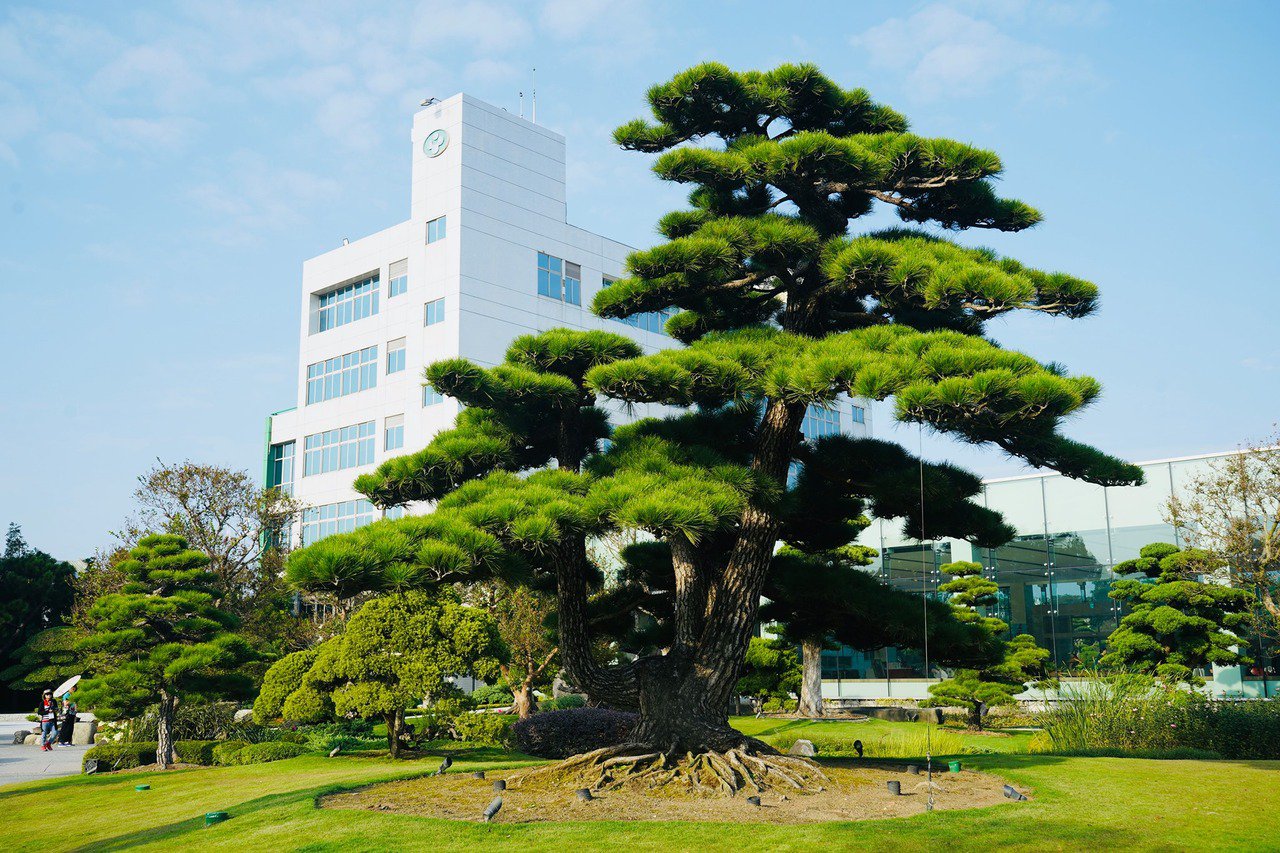 彰化縣永靖鄉成美文化園的日本黑松高齡220歲。圖／成美文化園提供