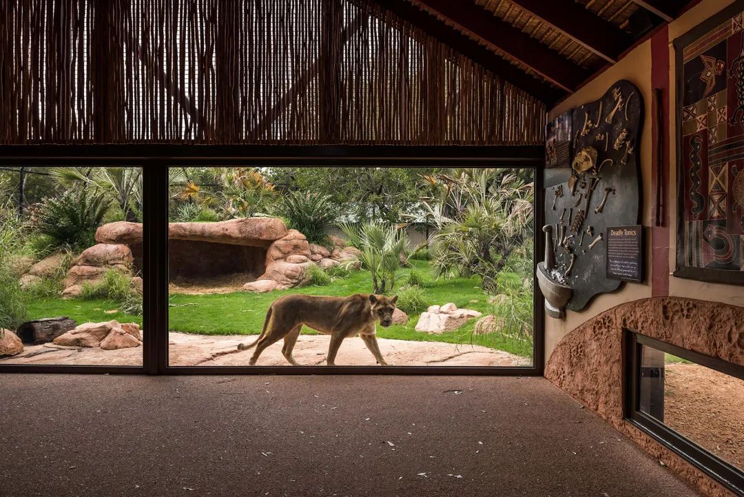 大片落地玻璃作為屏障 澳州伯斯動物園獅子展區Perth Zoo Orang-utan Exhibit ／Iredale Pedersen Hook