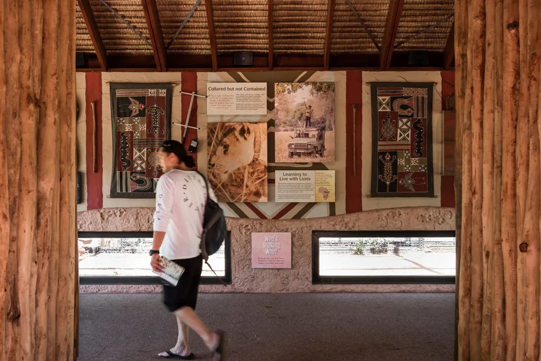牆上展出與獅子相關的科學知識 澳州伯斯動物園獅子展區Perth Zoo Orang-utan Exhibit ／Iredale Pedersen Hook