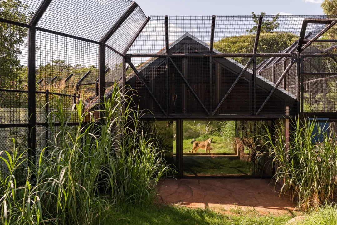 飼養區 澳州伯斯動物園獅子展區Perth Zoo Orang-utan Exhibit /Iredale Pedersen Hook