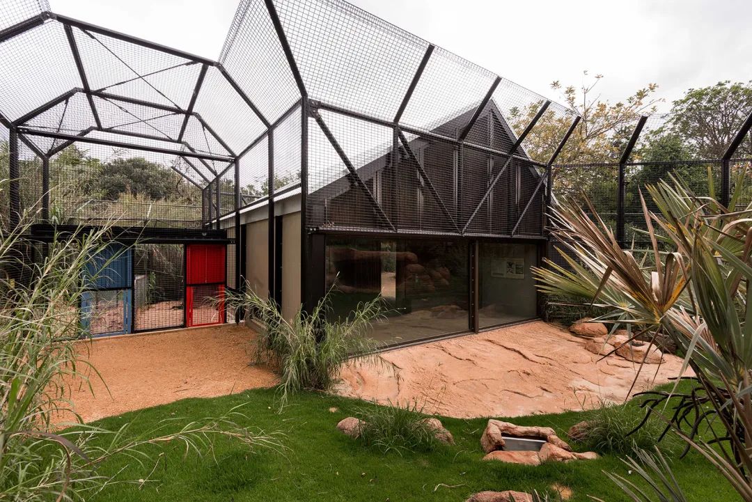 澳州伯斯動物園獅子展區Perth Zoo Orang-utan Exhibit ／Iredale Pedersen Hook