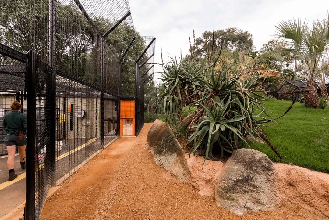 觀景台區域 澳州伯斯動物園獅子展區Perth Zoo Orang-utan Exhibit /Iredale Pedersen Hook