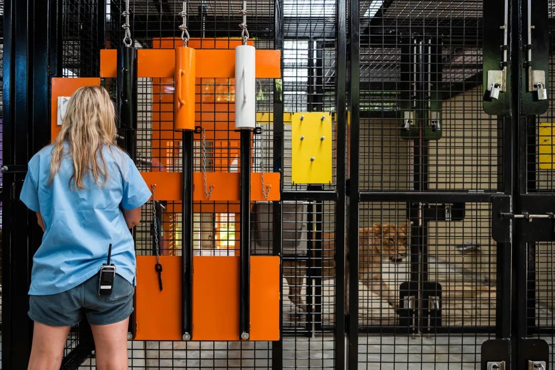 澳州伯斯動物園獅子展區Perth Zoo Orang-utan Exhibit ／Iredale Pedersen Hook