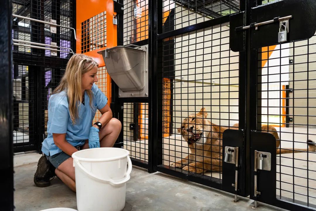 投餵裝置 澳州伯斯動物園獅子展區Perth Zoo Orang-utan Exhibit /Iredale Pedersen Hook