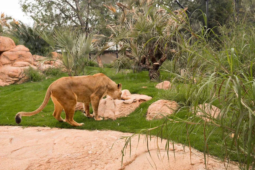 獸穴區 澳州伯斯動物園獅子展區Perth Zoo Orang-utan Exhibit /Iredale Pedersen Hook