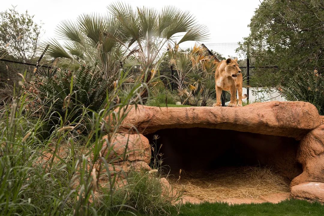 澳州伯斯動物園獅子展區Perth Zoo Orang-utan Exhibit ／Iredale Pedersen Hook