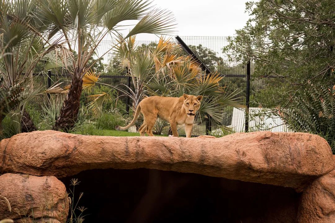 澳州伯斯動物園獅子展區Perth Zoo Orang-utan Exhibit /Iredale Pedersen Hook