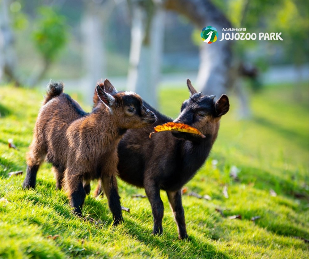 九九峰動物樂園飼養的山羊