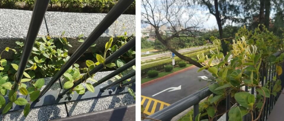 國立中央大學前門景觀平台／築匠建築師事務所