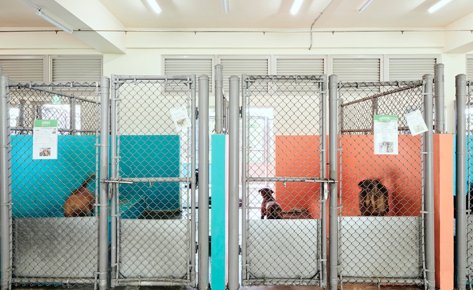 新竹動物保護教育園區犬舍