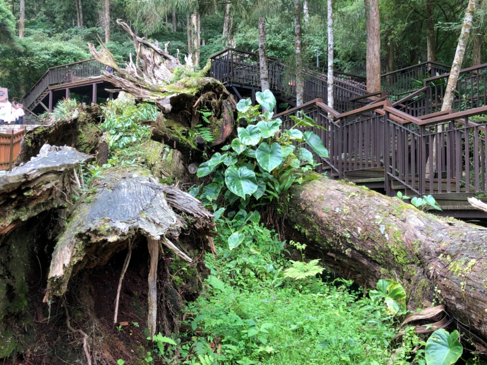溪頭國家森林公園倒下的神木