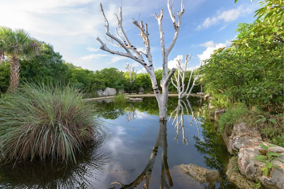Leon Levy Native Plant Preserve原生植栽保護區淡水濕地展區。保護區的蔥鬱環境展示了巴哈馬原生植栽和特色植栽
