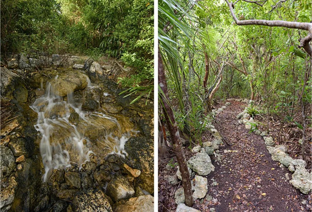Leon Levy Native Plant Preserve原生植栽保護區小徑，保護區的步道系統展示了在有人定居島嶼之前，主宰巴哈馬群島的森林景觀。原生的灌木林遍佈在島嶼的每個角落