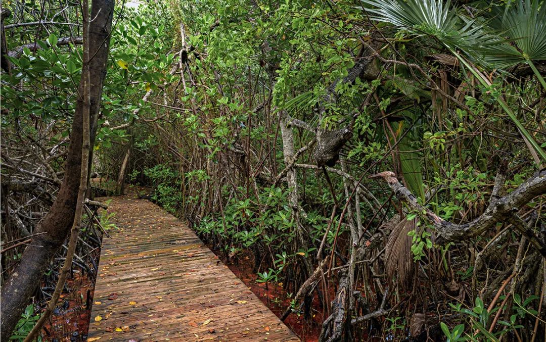 Leon Levy Native Plant Preserve原生植栽保護區紅樹林木棧道。木棧道的景觀設計目的在於最大程度地使訪客體驗到紅樹林本身的魅力