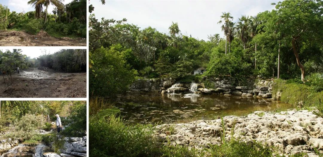 Leon Levy Native Plant Preserve原生植栽保護區的潟湖和瀑布。垃圾場的清理和挖掘使古老的礁冠紋理暴露於表面