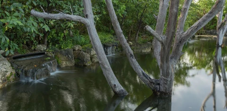 Leon Levy Native Plant Preserve原生植栽保護區淡水濕地展區中的鳥巢回收自入侵基地的澳洲松樹。保護區為大量留鳥和候鳥提供了全年的覓食和築巢環境。到目前為止，被記錄的物種已有78個
