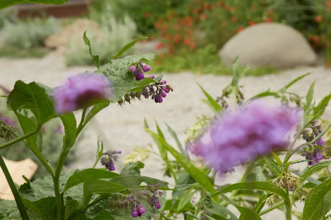 花園的兩位主人熱衷於在園內種植蔬菜和南亞草本，其中一位還喜歡兒時在新加坡見到的繽紛色彩，另一位則對本地植栽和鳥類很感興趣。在奧克蘭氣候條件允許的情況下，設計師決定採用植栽大融合的方式，將熱帶、可食用、鄉土以及可棲息的植栽混合在一起