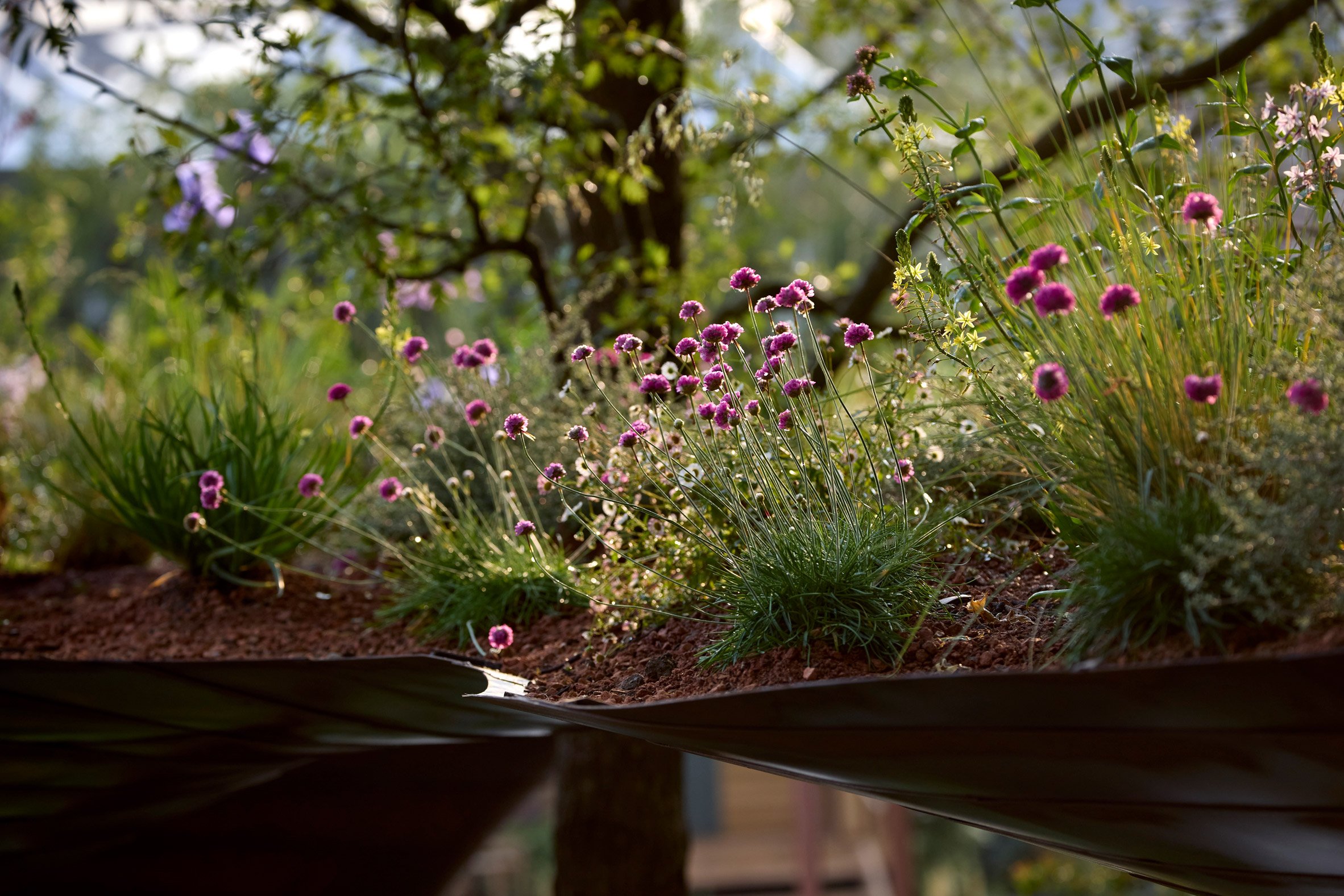 WaterAid 雨水收集綠建築 倫敦切爾西花卉展 RHS Chelsea Flower Show Je Ahn Tom Massey