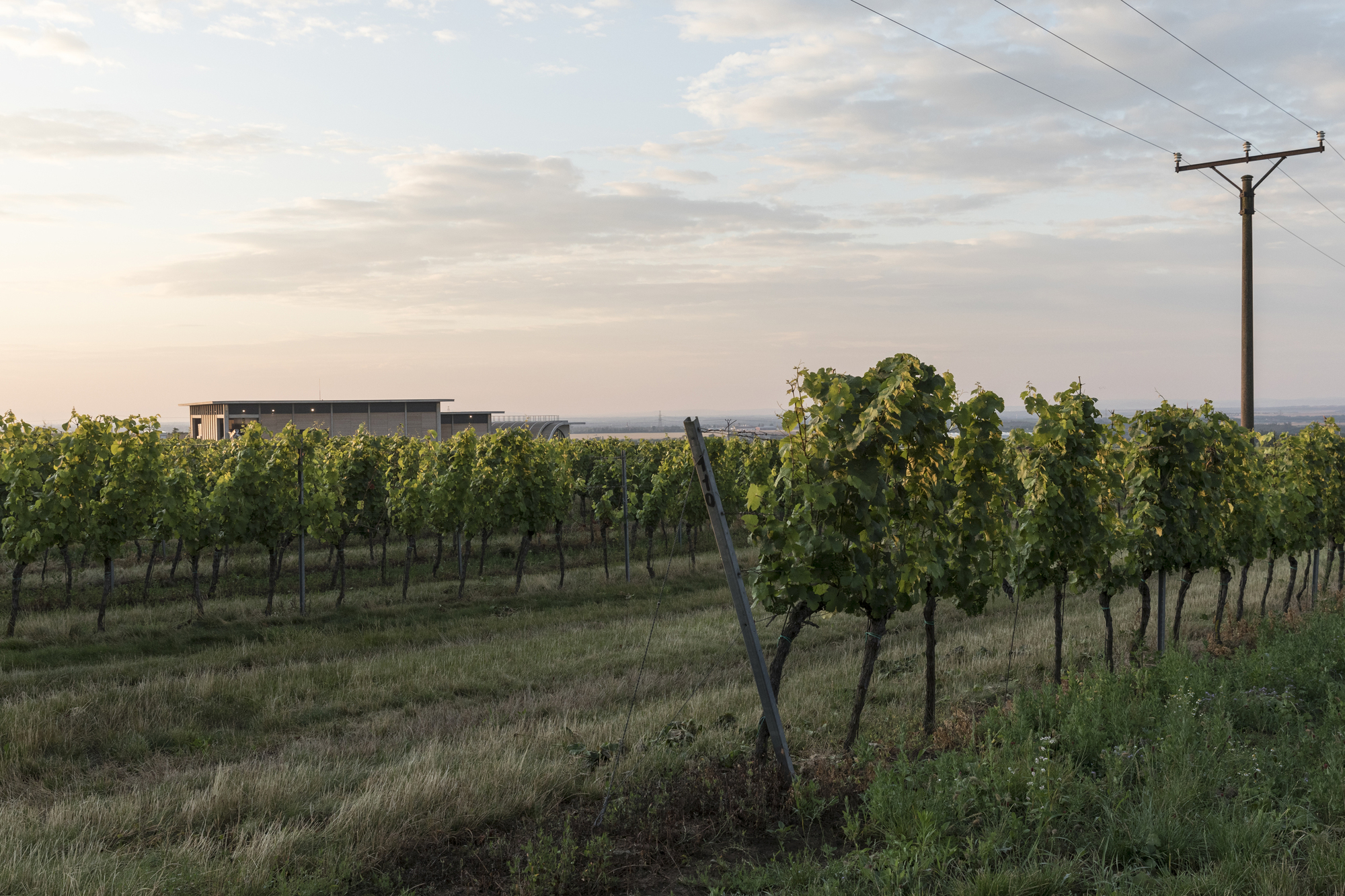 捷克酒莊 Lahofer Winery葡萄園:Dobšice位於捷克南摩拉維亞州的茲諾伊莫(Znojmo)地區,這裡有著悠久的釀酒歷史。摩拉維亞地區的葡萄種植可追溯至羅馬時期,而Dobšice作為其中的重要產區,已有數百年的釀酒傳統。這個小鎮座落在狄耶河(Dyje River)畔,得天獨厚的地理位置和氣候條件,造就了優質葡萄的生長環境