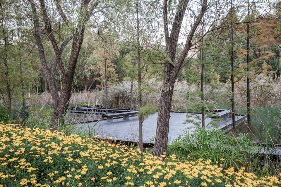木棧道蜿蜒穿過濕地植栽，過濾雨水， 改善森林公園整體水質