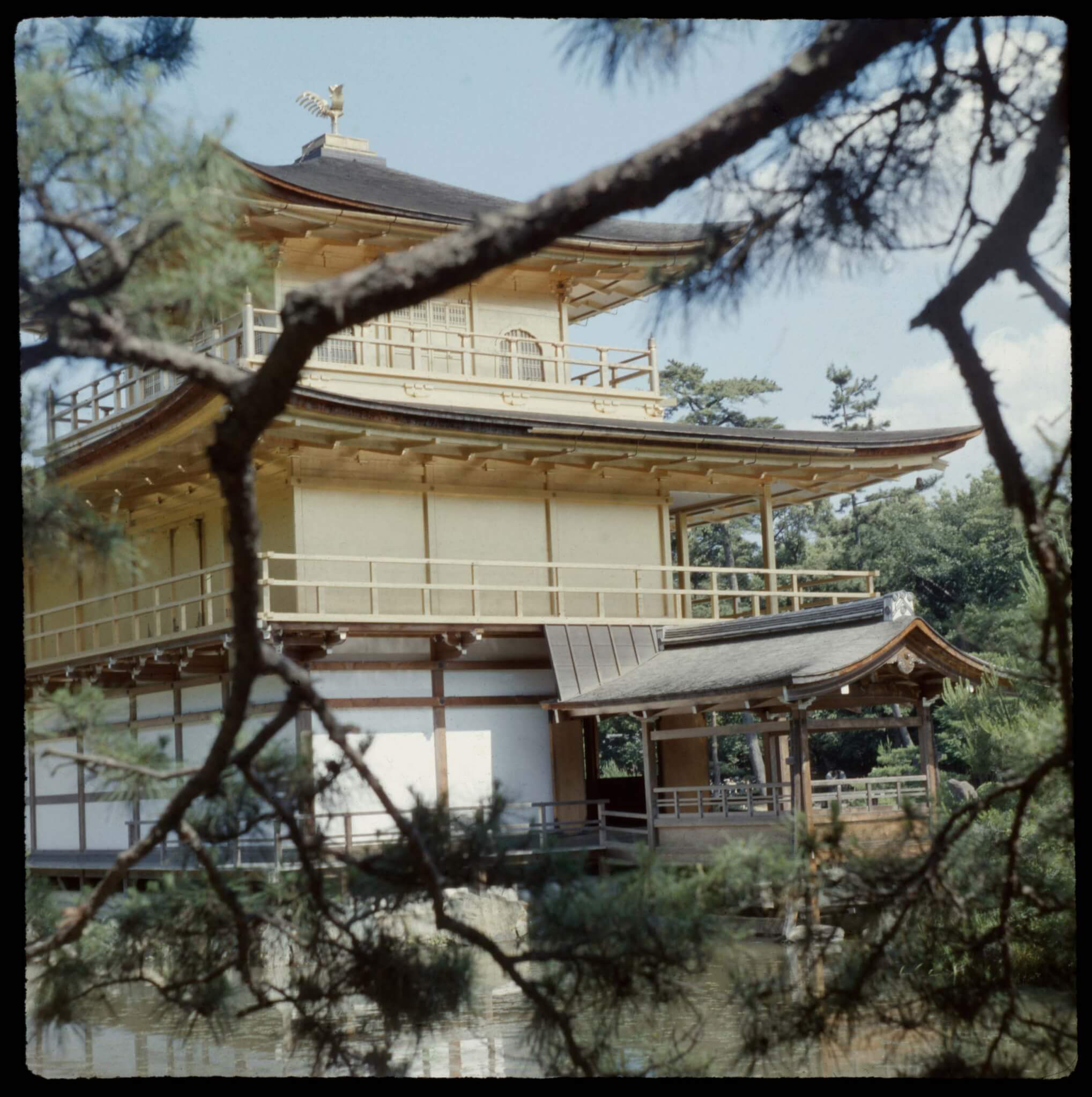 Arthur Erickson拍攝的金閣寺照片以周圍的松樹為前景,展示了屋頂上揚的邊角如何呼應自然。(Arthur Erickson/© Emily Erickson McCullum 和 Christopher Erickson)