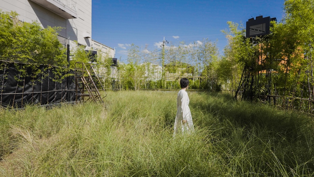 teamLab〈風與雨與太陽的草原〉2024, 裝置藝術, 聲音:Hideaki Takahashi © teamLab, courtesy Pace Gallery