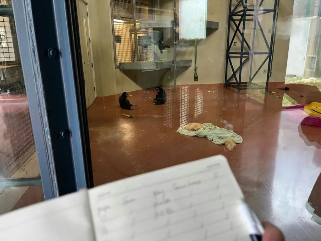 在靈長動物展區前觀察長臂猿