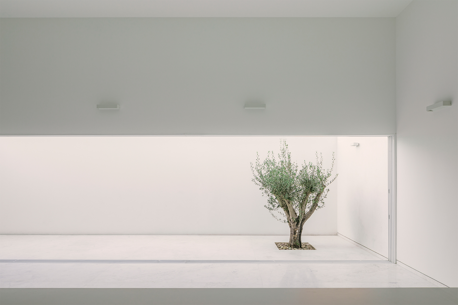 墨西哥住宅 Natura House Cotaparedes Arquitectos 地下室 庭院橄欖樹