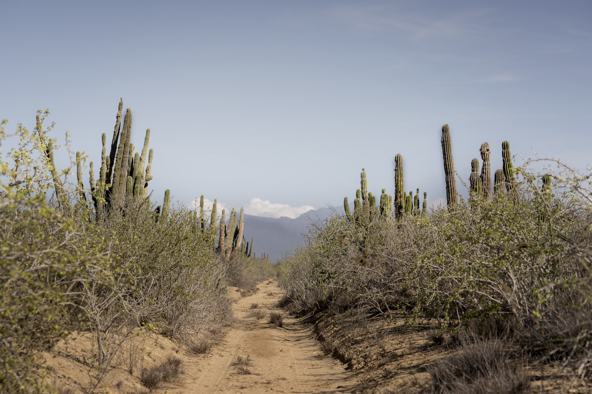 墨西哥旅宿 Vipp Todos Santos Guesthouse PPAA
